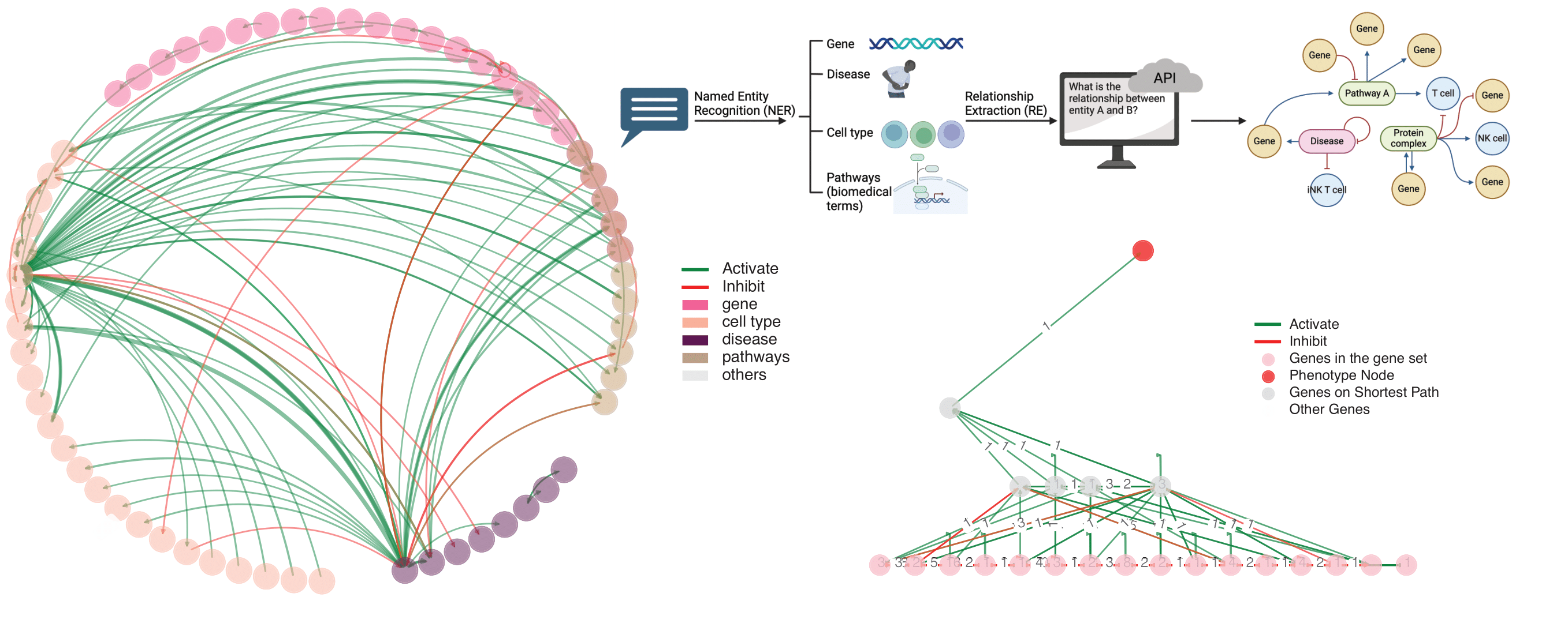 Immune Cell Knowledge Graph
